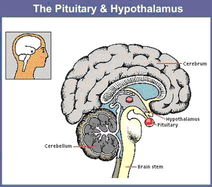 Hipófise ou Pituitária - As sete glândulas endócrinas no homem